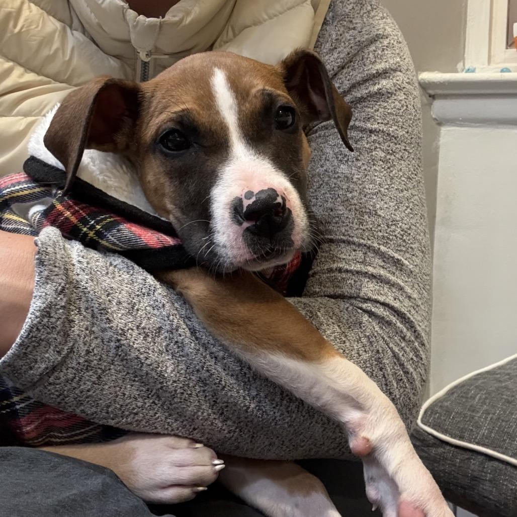 Enlarge Nola, a Adoptable mixed breed in Silver Spring, MD image 4/6