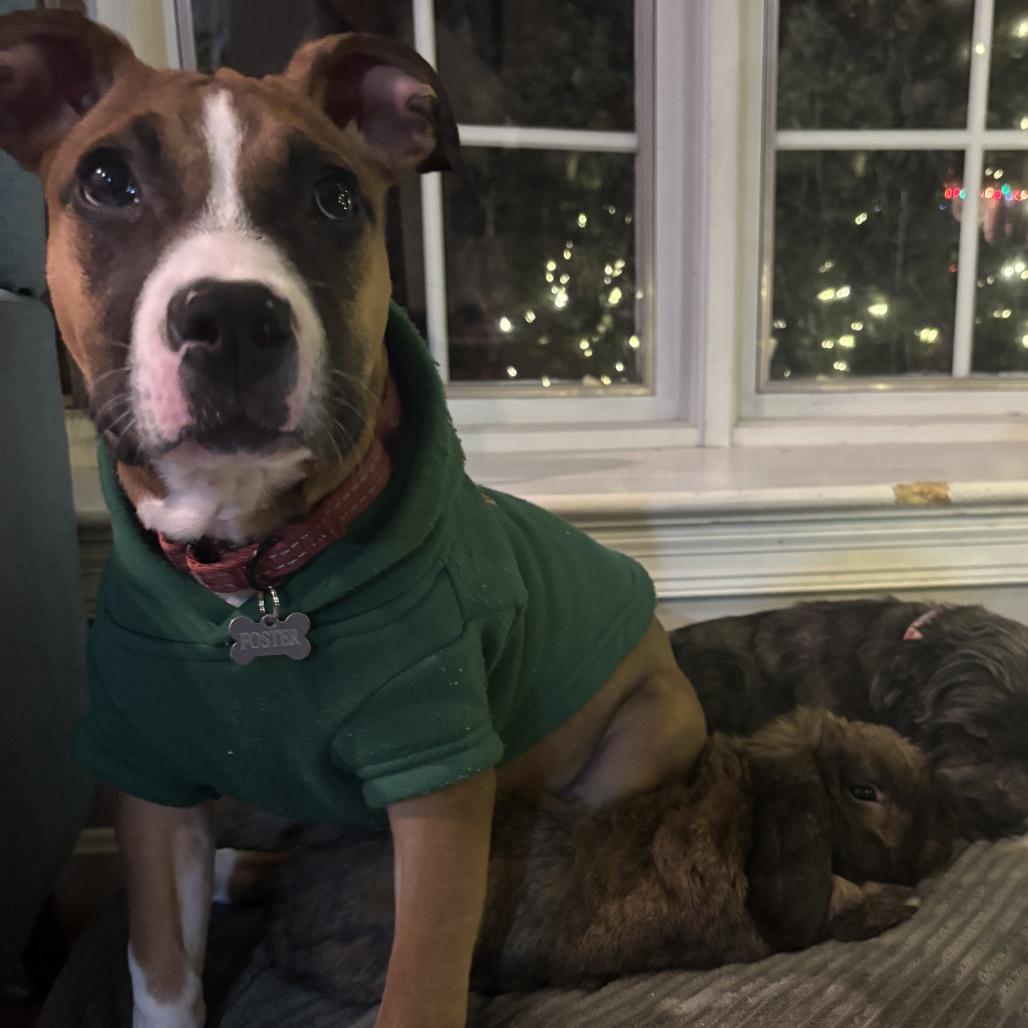 Enlarge Nola, a Adoptable mixed breed in Silver Spring, MD image 5/6