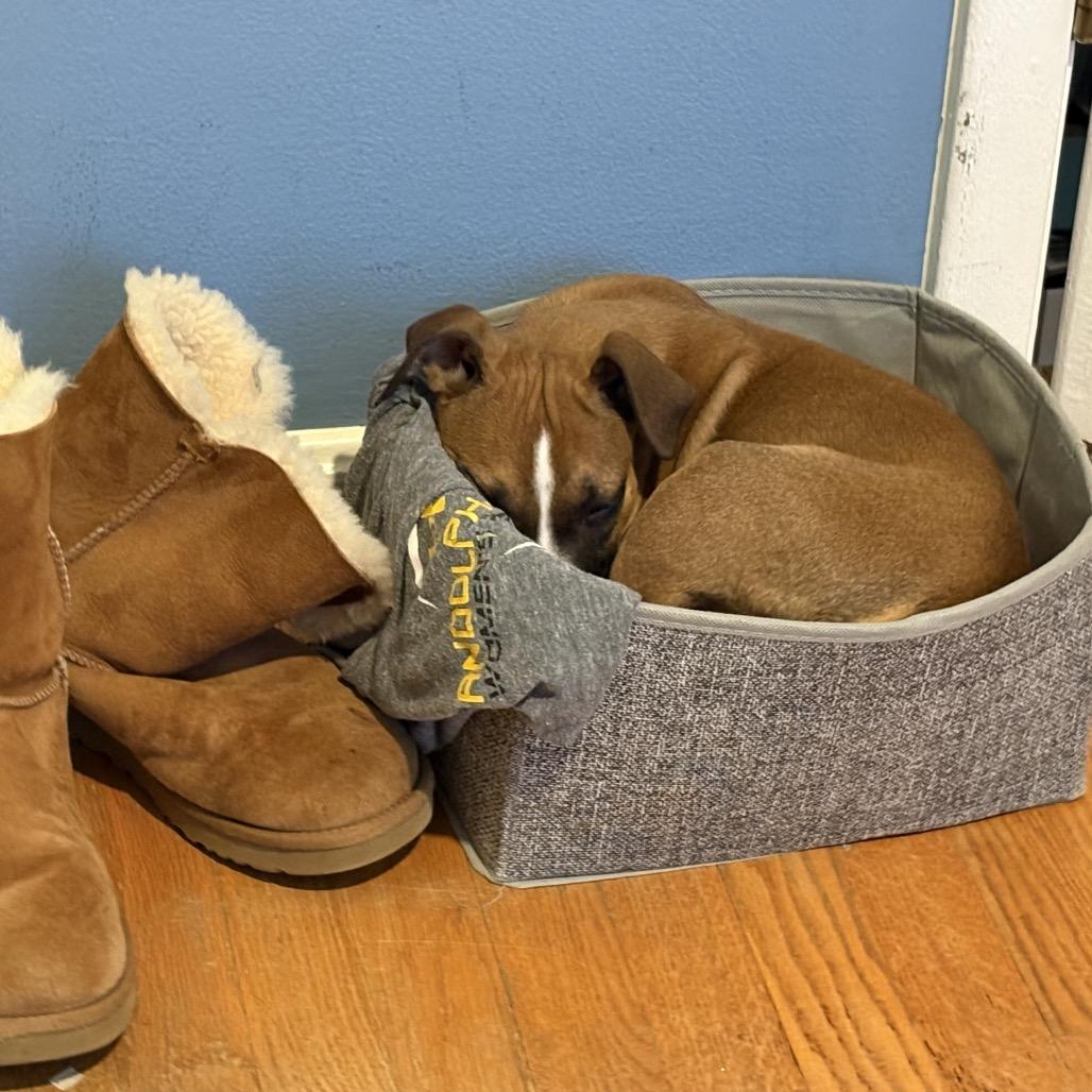 Enlarge Nola, a Adoptable mixed breed in Silver Spring, MD image 6/6