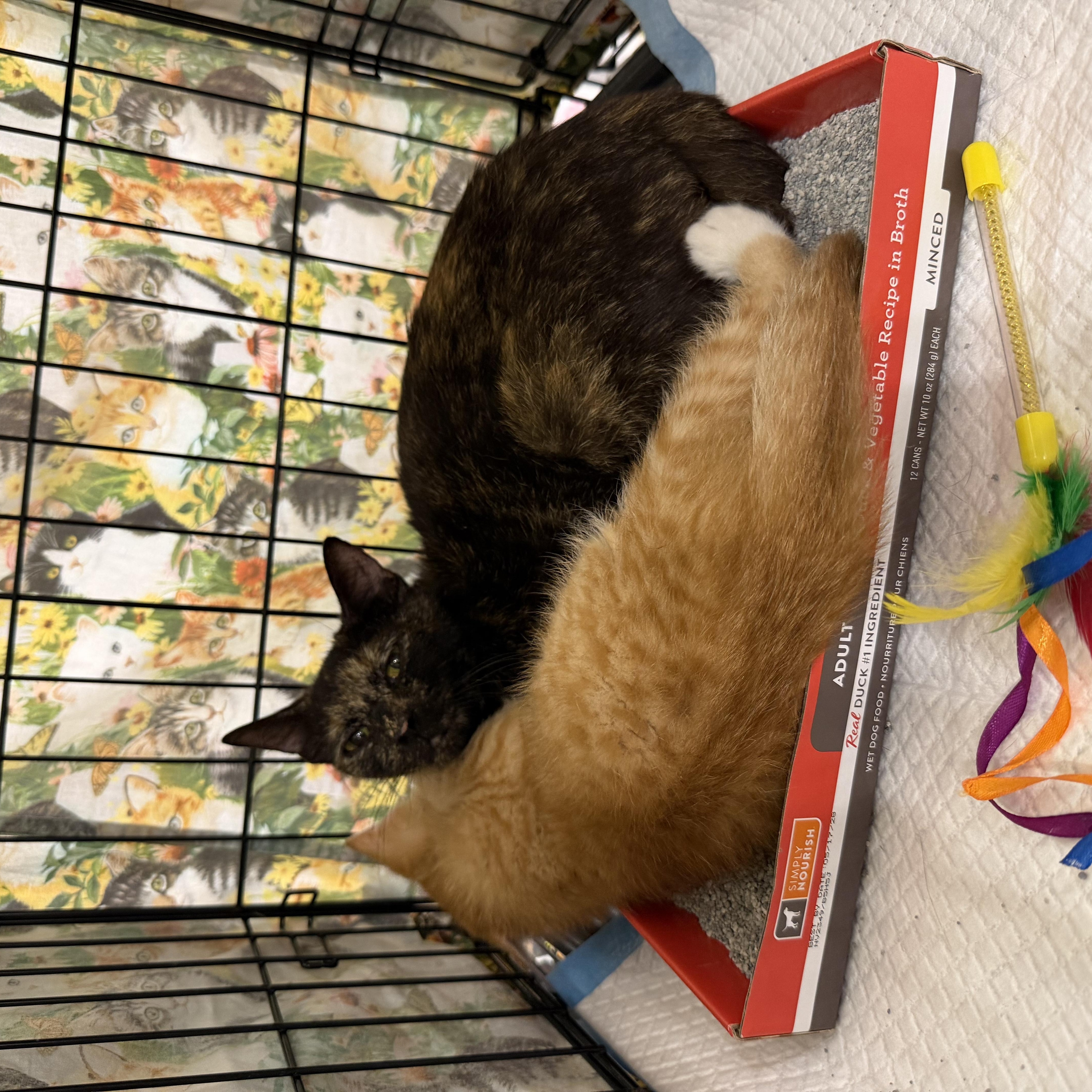 Olive, an adopted Tortoiseshell in Bridgeton, NC image 3/3