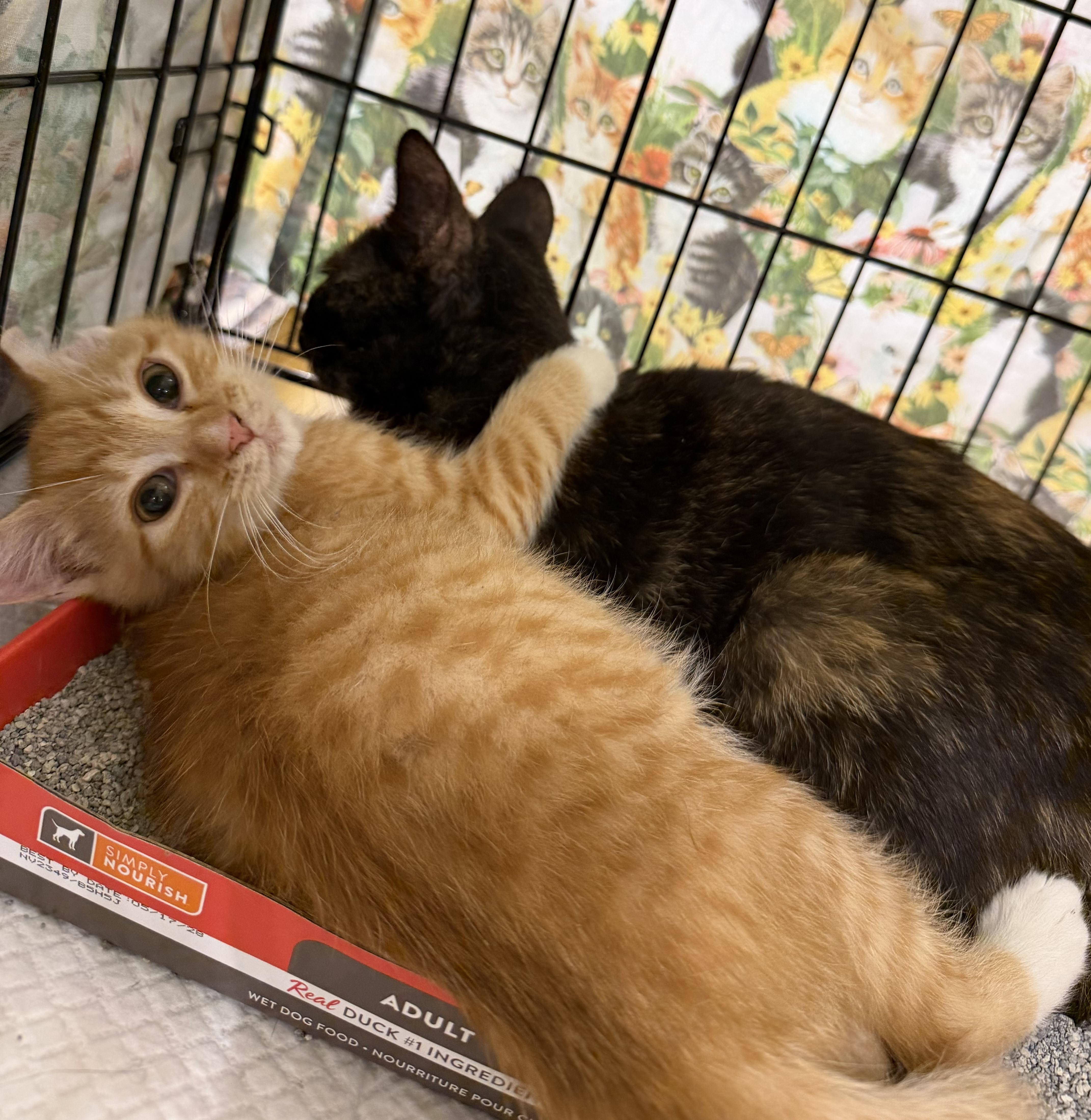 Olive, an adopted Tortoiseshell in Bridgeton, NC image 2/3