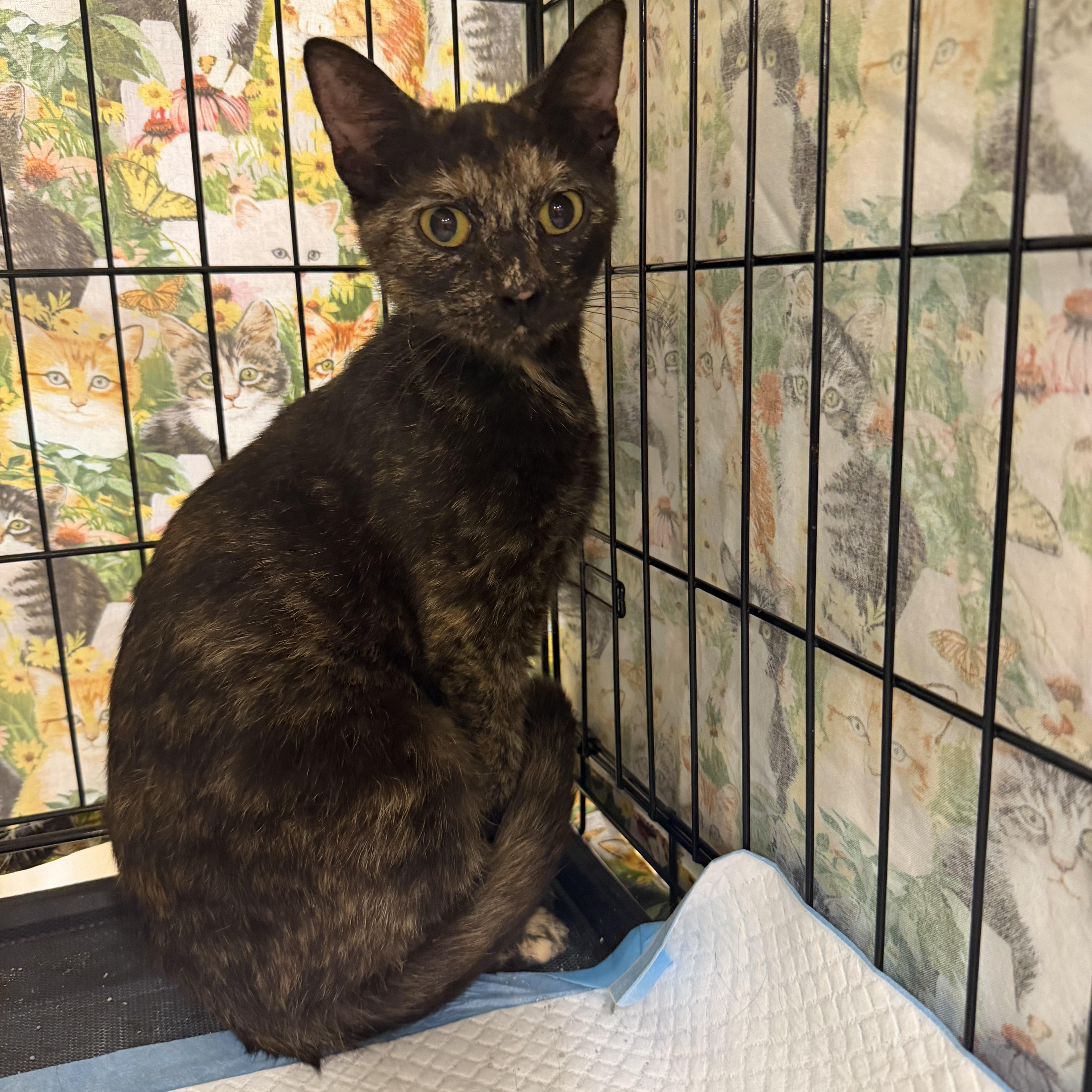 Olive, an adopted Tortoiseshell in Bridgeton, NC image 1/3