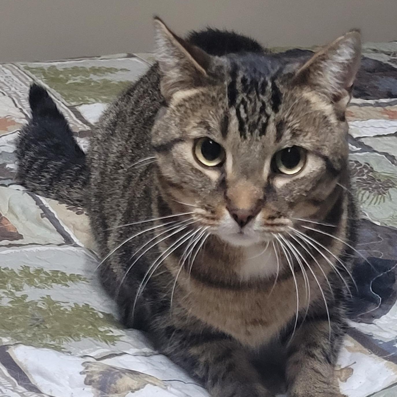 BERT (bonded with MERCEDES), a Adoptable Domestic Short Hair in Tillsonburg, ON image 3/6