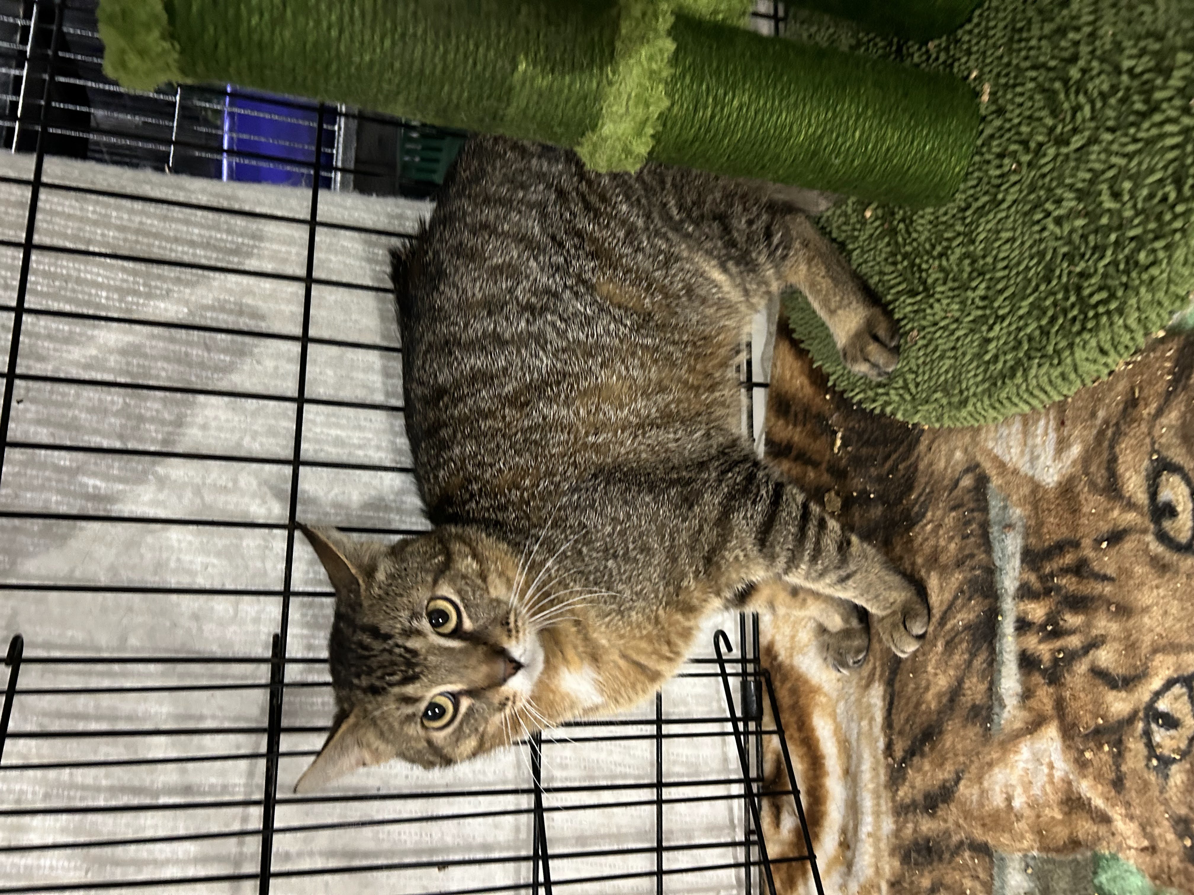 BERT (bonded with MERCEDES), a Adoptable Domestic Short Hair in Tillsonburg, ON image 6/6