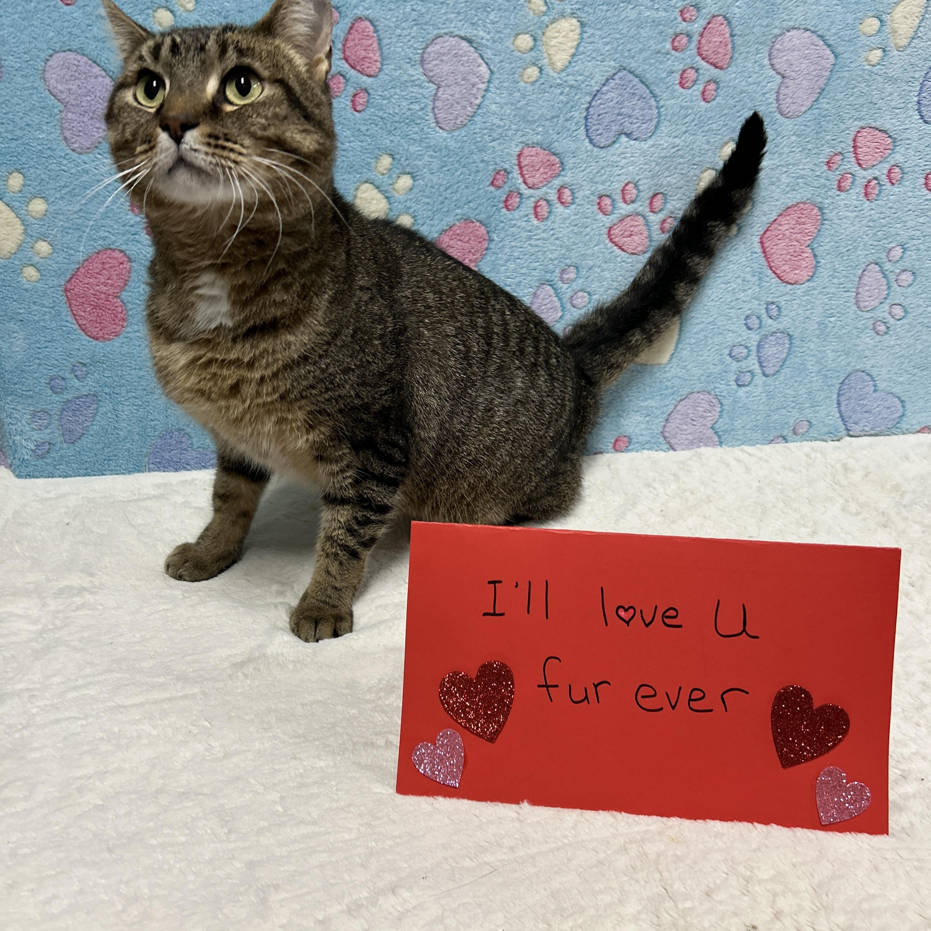 BERT (bonded with MERCEDES), a Adoptable Domestic Short Hair in Tillsonburg, ON image 4/6