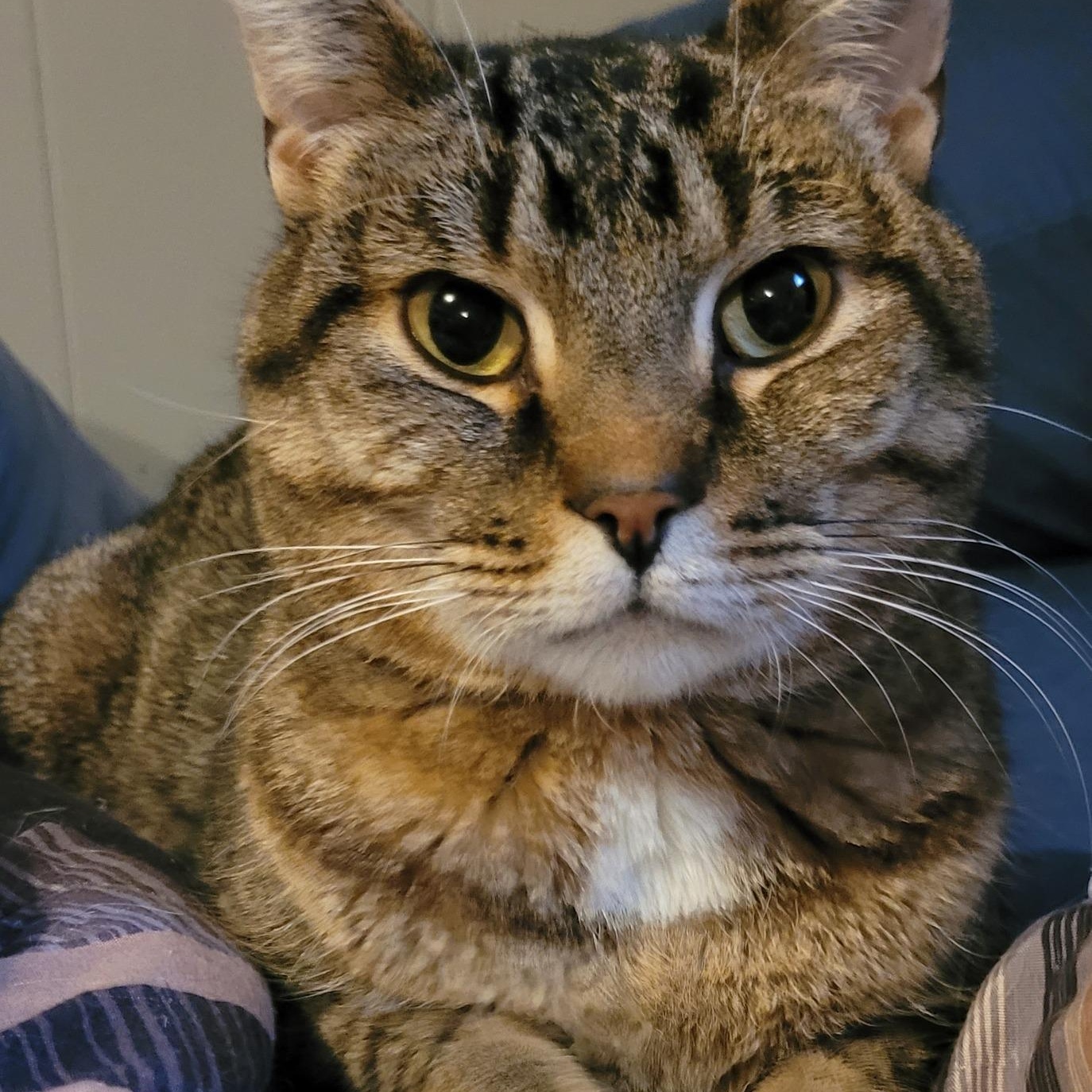 BERT (bonded with MERCEDES), a Adoptable Domestic Short Hair in Tillsonburg, ON image 1/6