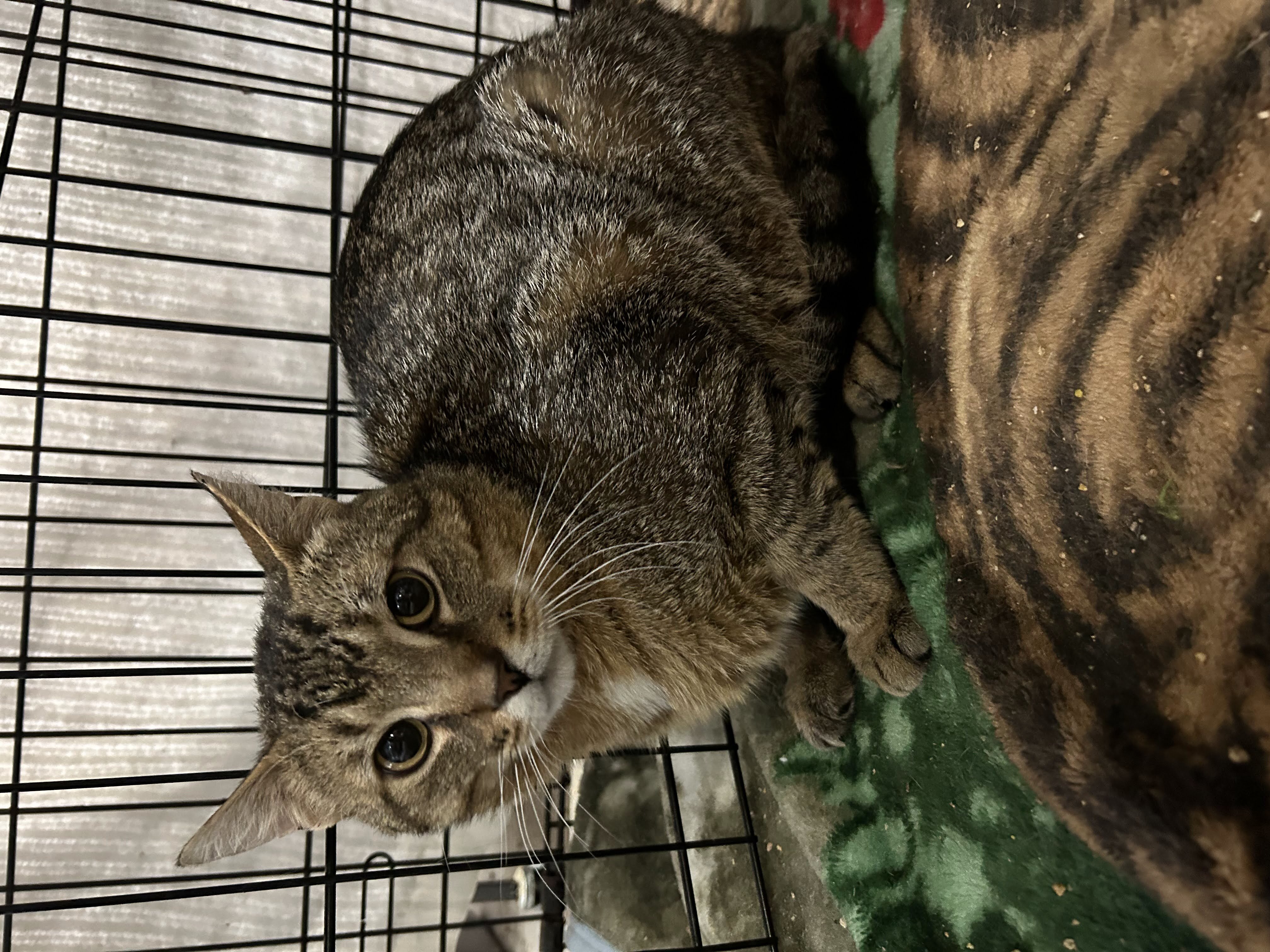 BERT (bonded with MERCEDES), a Adoptable Domestic Short Hair in Tillsonburg, ON image 5/6