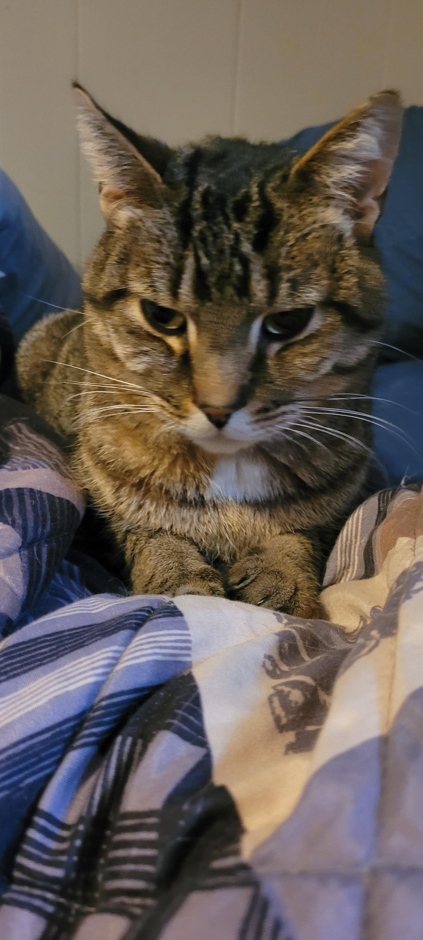 BERT (bonded with MERCEDES), Adoptable, Adult Male Domestic Short Hair.