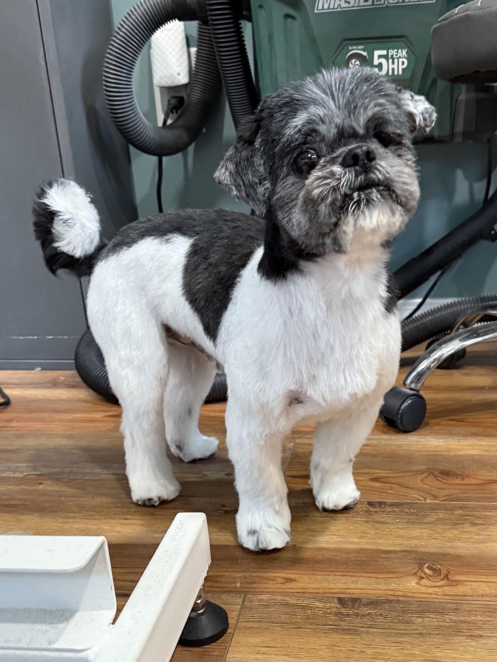 Flint-OS, a Adopted Shih Tzu in Pataskala, OH image 1/3