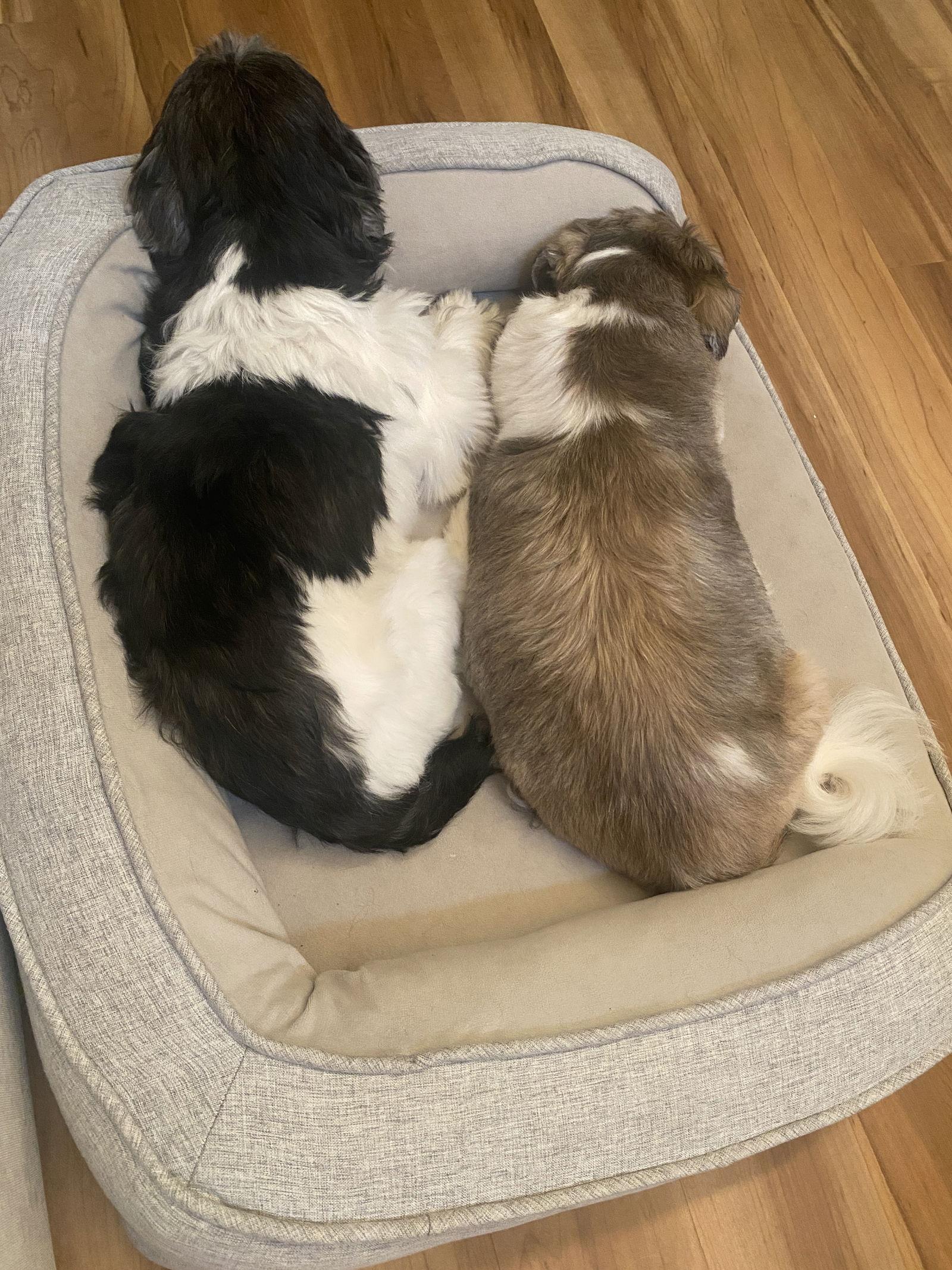 Flint-OS, a Adopted Shih Tzu in Pataskala, OH image 3/3