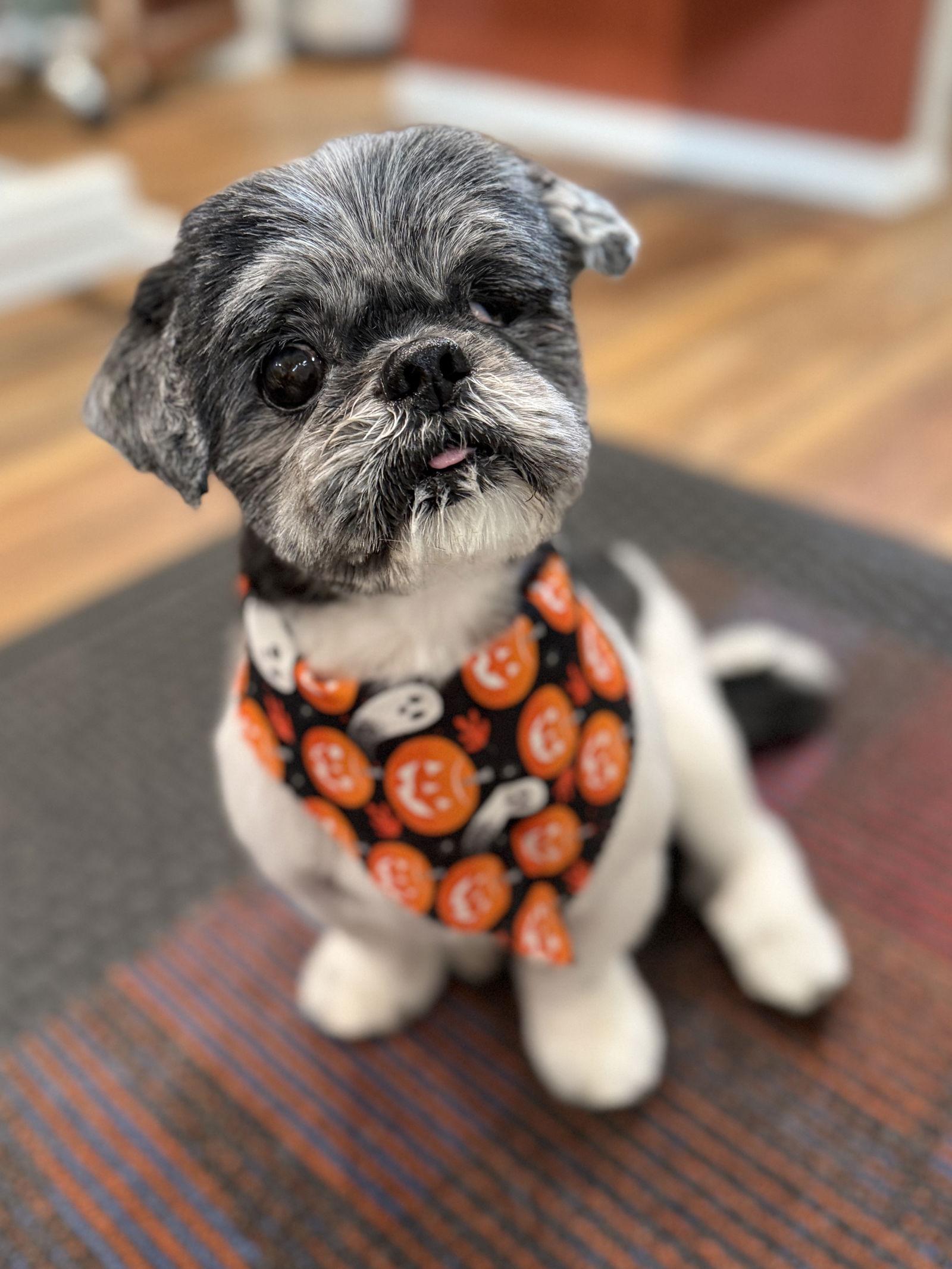 Enlarge Flint-OS, a Adopted Shih Tzu in Pataskala, OH image 3/3