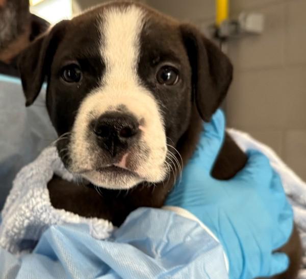 Elmo, Adoptable, Puppy Male Mixed Breed.