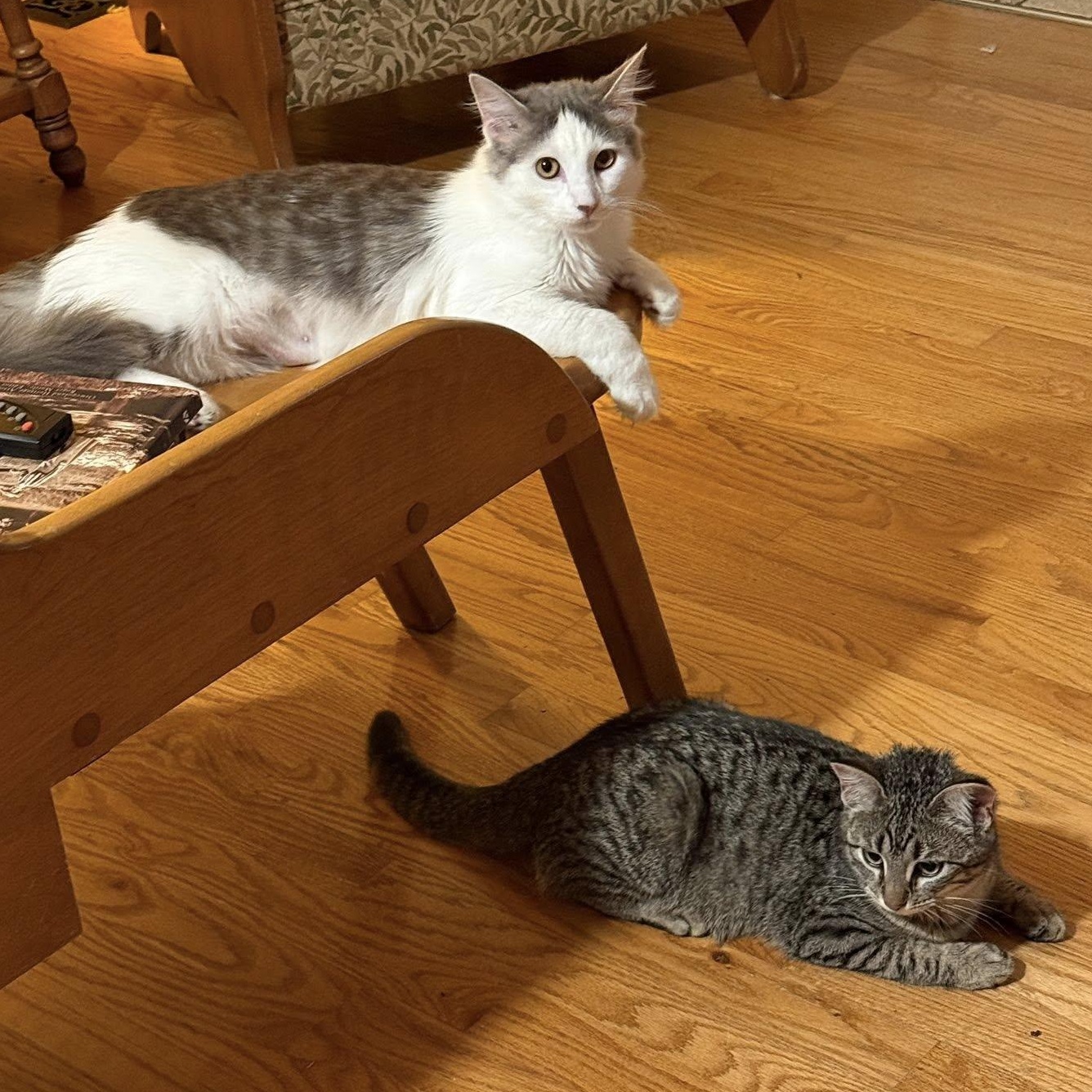 Enlarge Prince William and Princess Kate, a ADOPTABLE mixed breed in Belleville, IL image 2/2