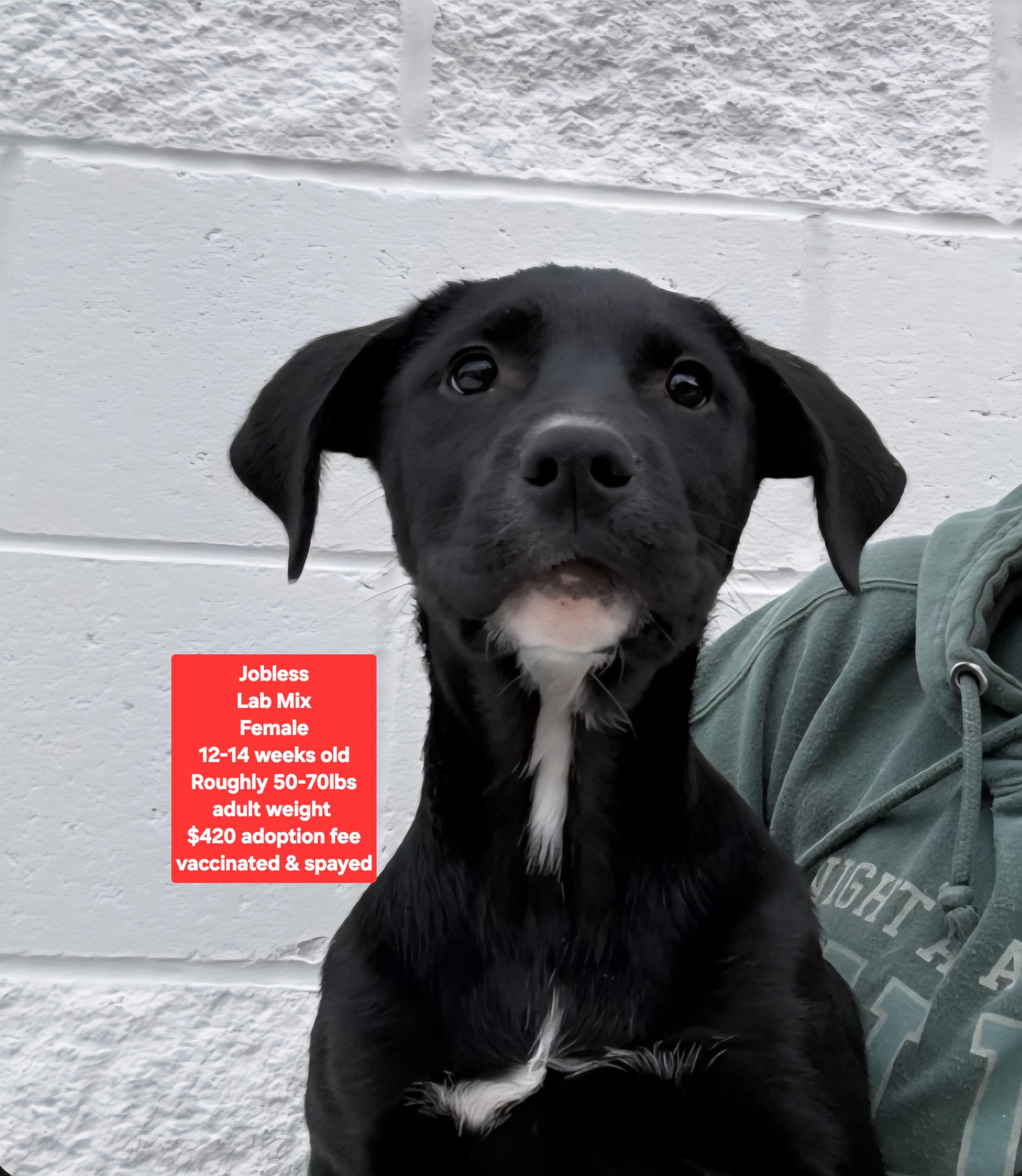 Jobless, ADOPTABLE, Puppy Male Labrador Retriever.