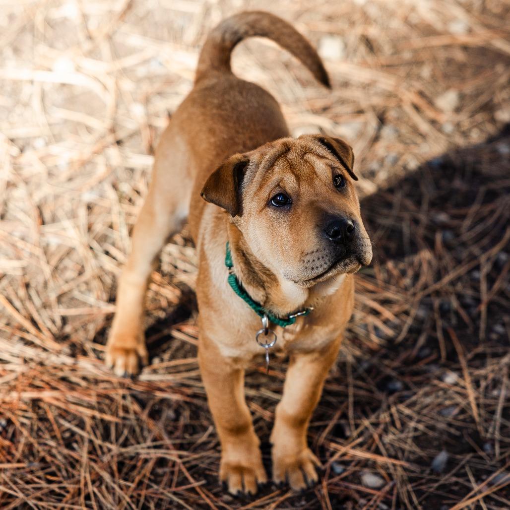 Bugs, Adoptable, Puppy Female Shar-Pei & Labrador Retriever.