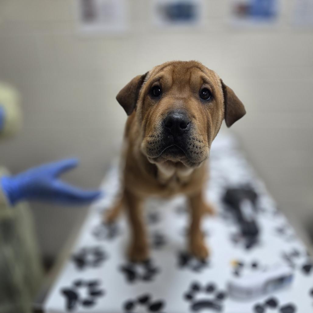 Bugs, a Adoptable mixed breed in Incline Village, NV image 1/3