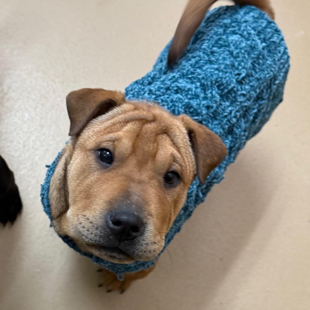 Bugs, a Adoptable mixed breed in Incline Village, NV image 2/3