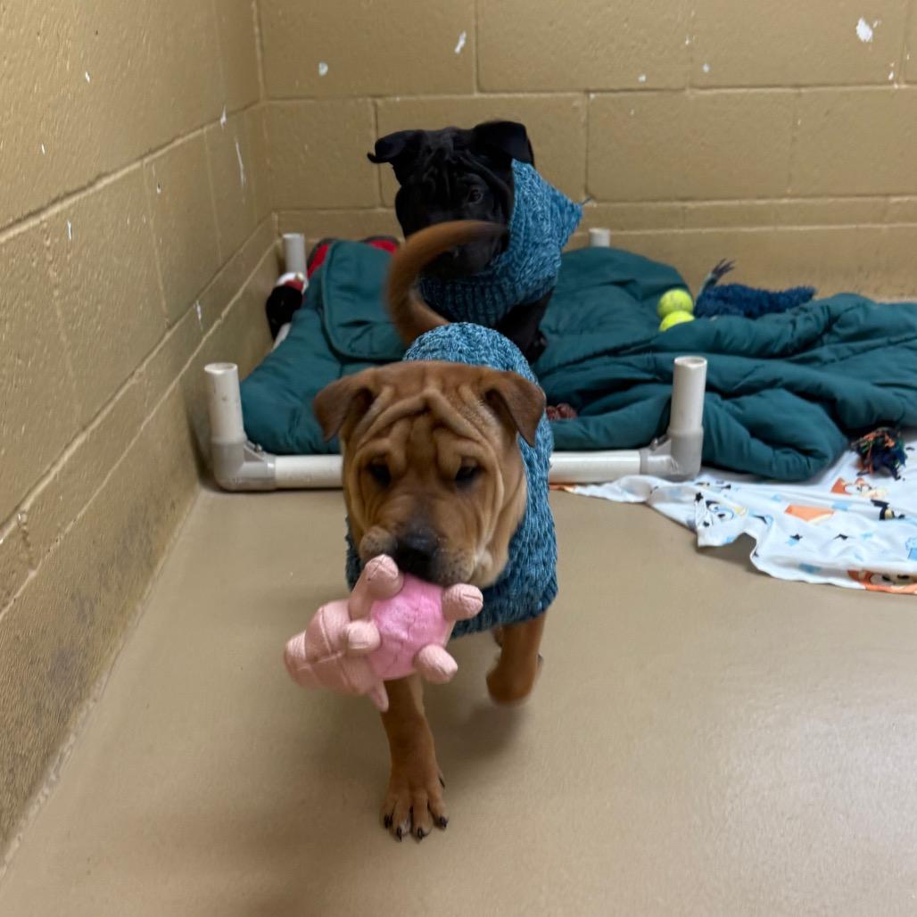 Bugs, a Adoptable mixed breed in Incline Village, NV image 3/3