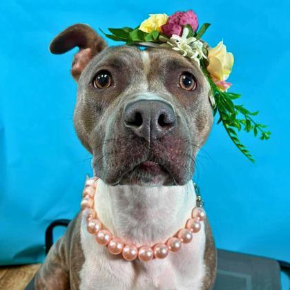 Enlarge Storm, a Adoptable mixed breed in Gastonia, NC image 1/3
