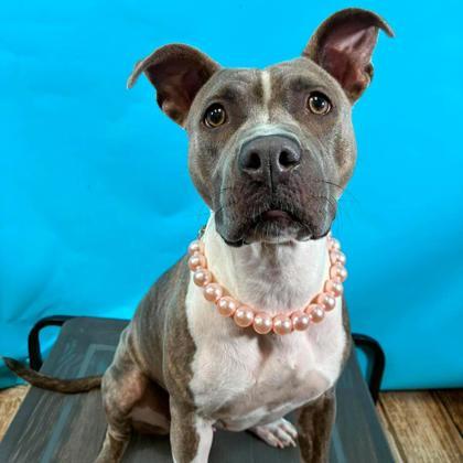 Enlarge Storm, a Adoptable mixed breed in Gastonia, NC image 2/3