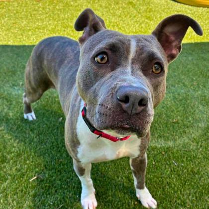 Enlarge Storm, a Adoptable mixed breed in Gastonia, NC image 3/3