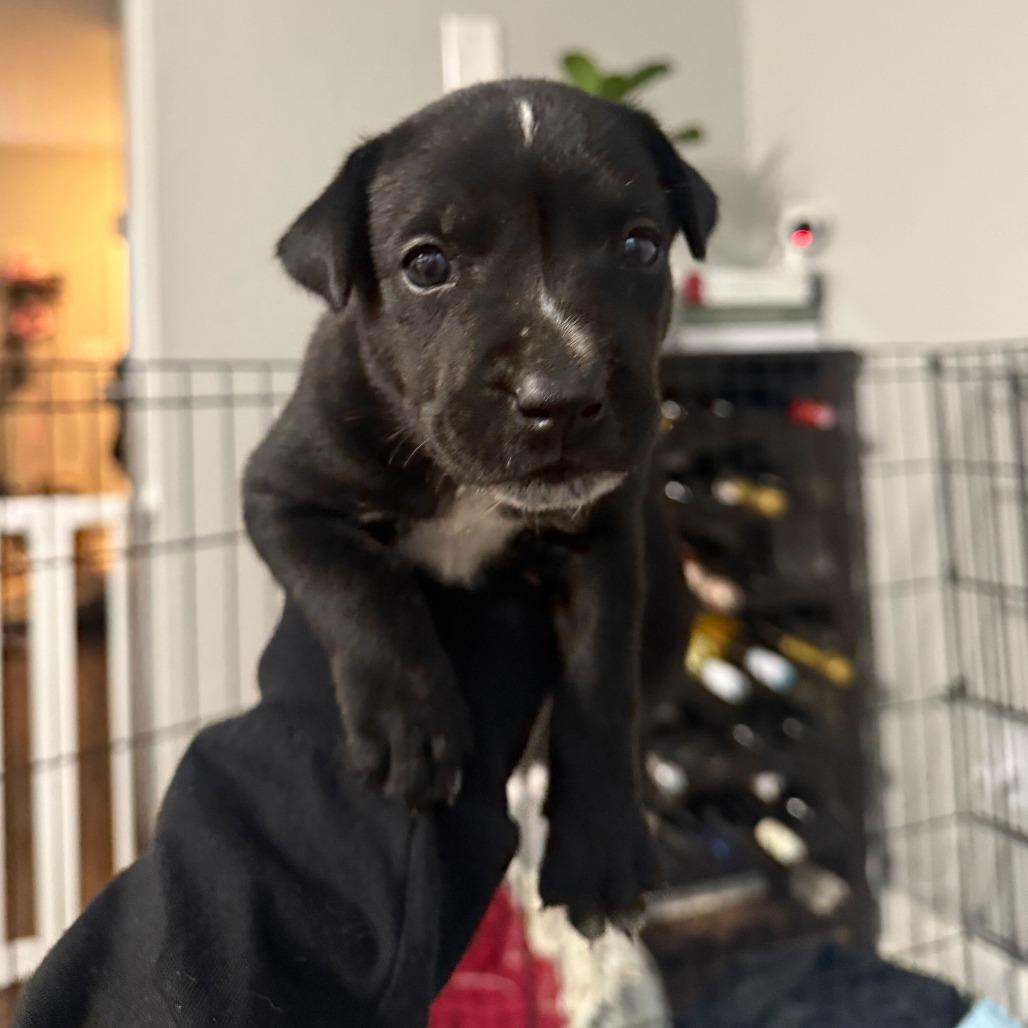 Enlarge Clove, a Adoptable Mixed Breed in Durham, NC image 1/4