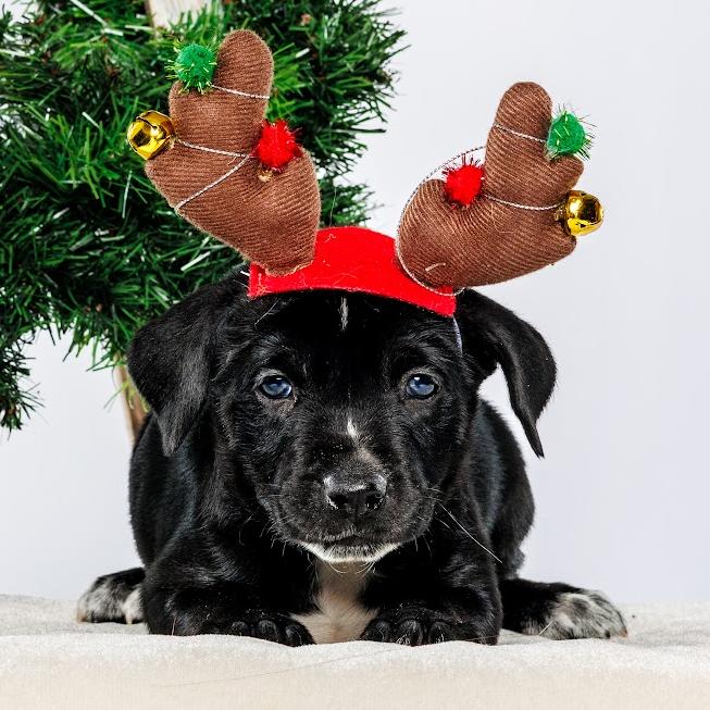 Enlarge Clove, a Adoptable Mixed Breed in Durham, NC image 2/4