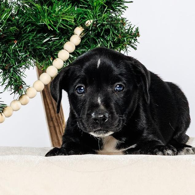 Enlarge Clove, a Adoptable Mixed Breed in Durham, NC image 3/4