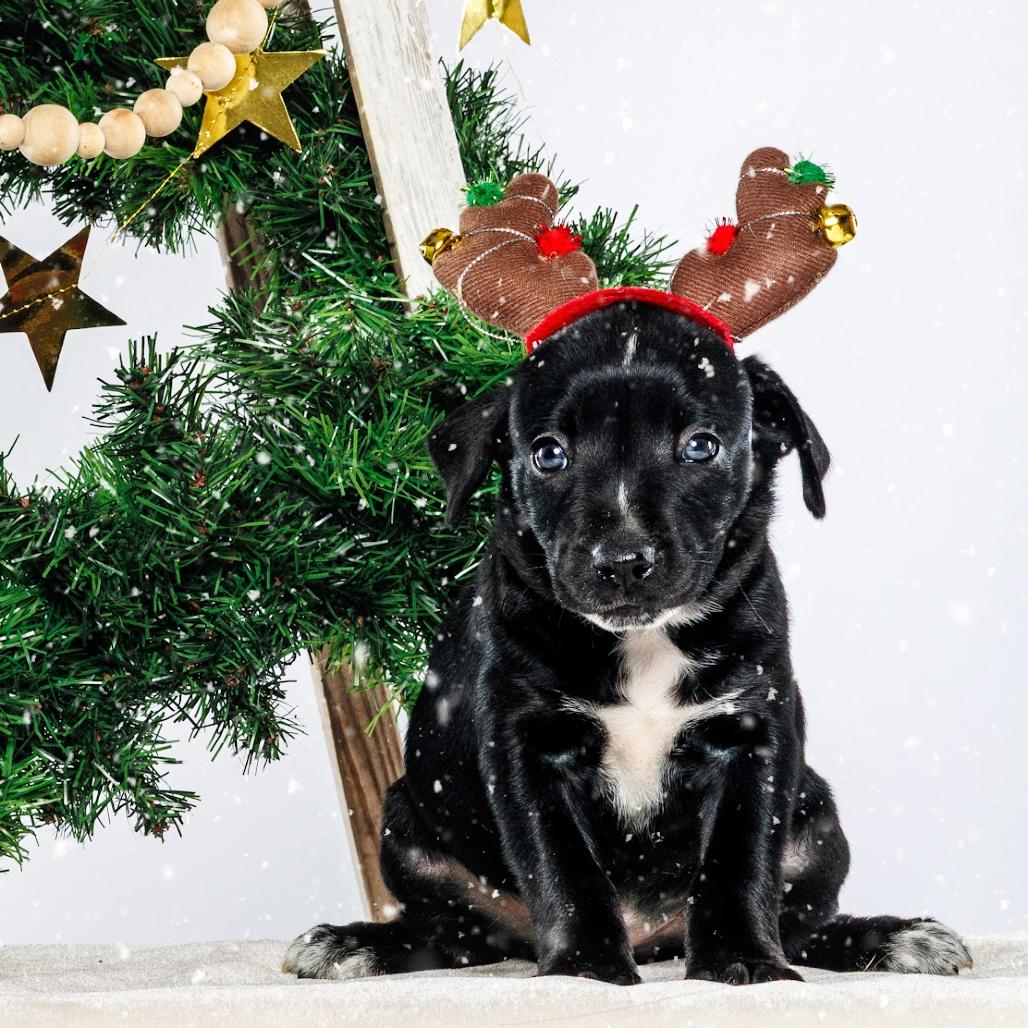 Enlarge Clove, a Adoptable Mixed Breed in Durham, NC image 4/4