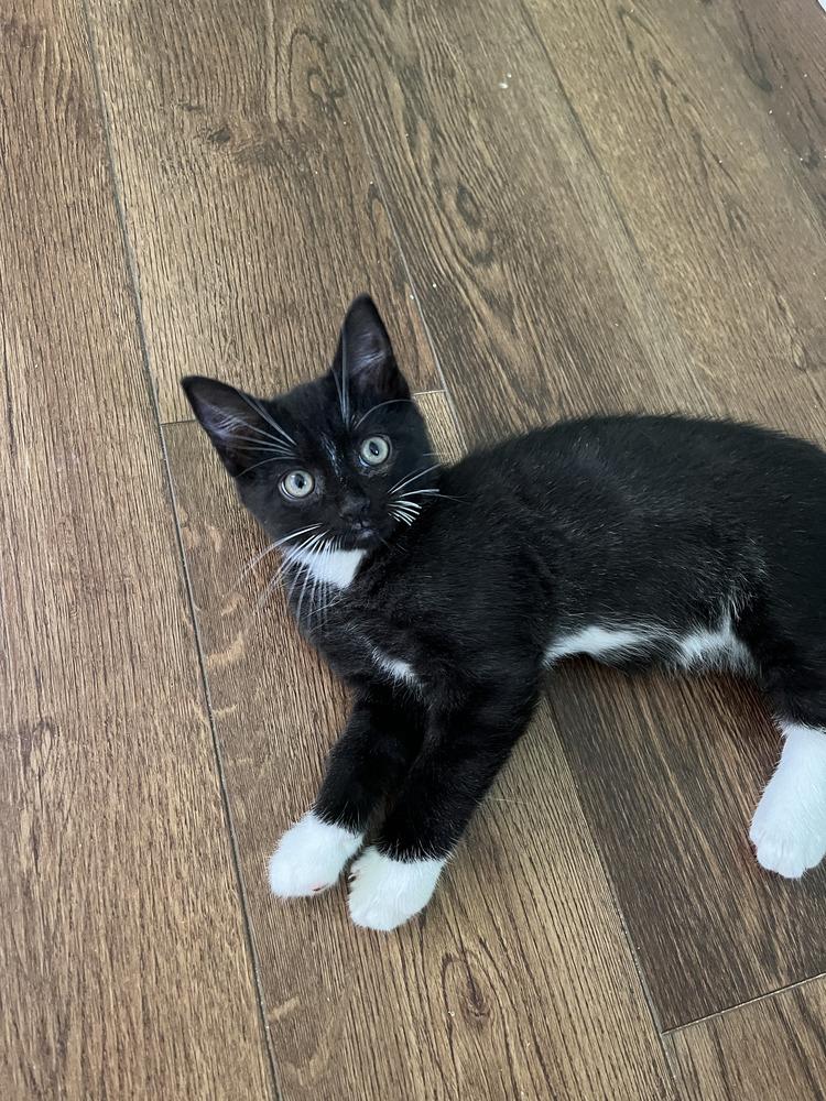 Enlarge Colt, a Adoptable Domestic Short Hair in Emerald Isle, NC image 2/3