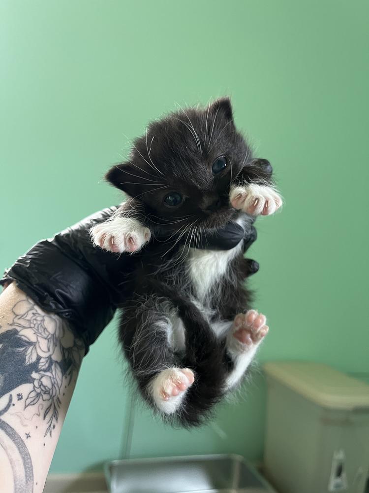 Enlarge Colt, a Adoptable Domestic Short Hair in Emerald Isle, NC image 3/3