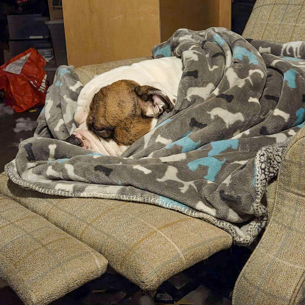 Broccoli, Adoptable, Adult Male American Bulldog.