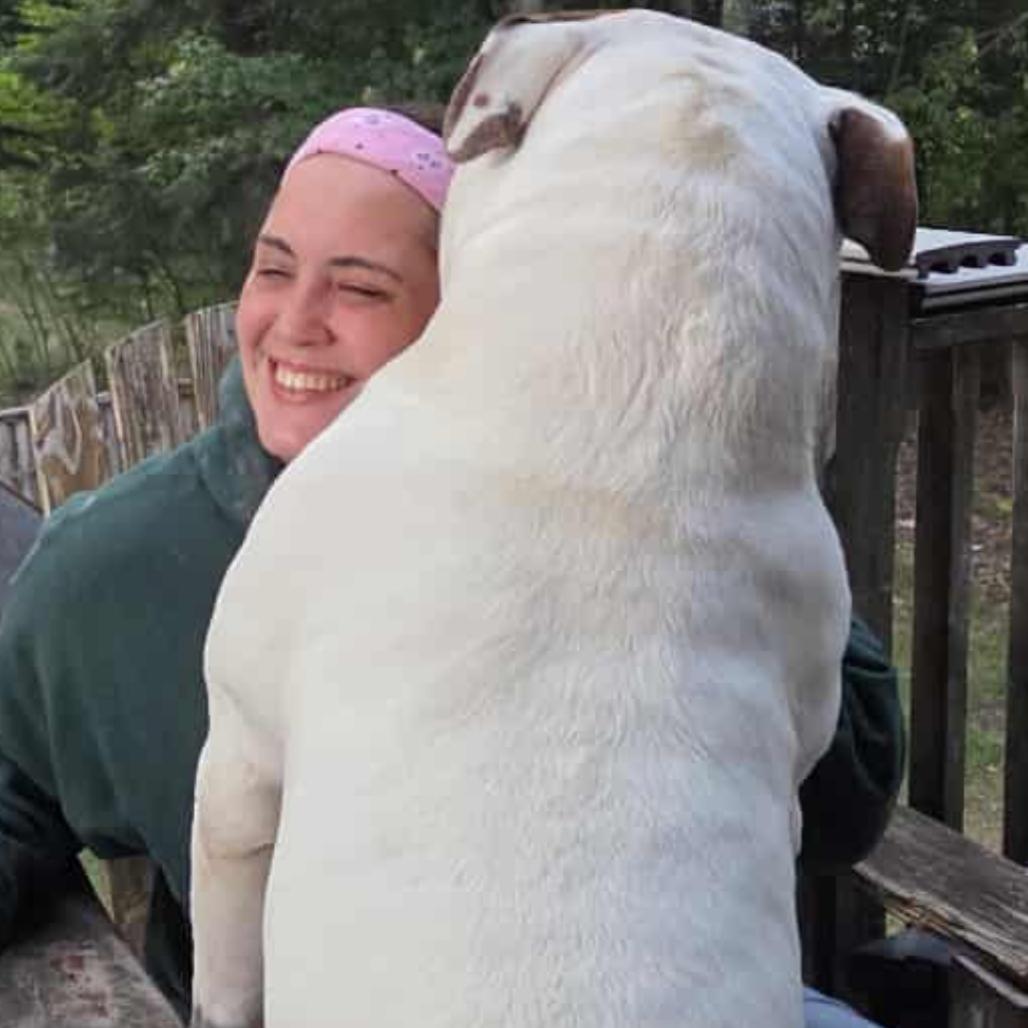 Broccoli, a Adoptable American Bulldog in Kennebunk, ME image 2/6