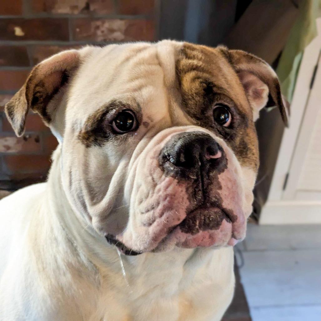 Broccoli, a Adoptable American Bulldog in Kennebunk, ME image 3/6