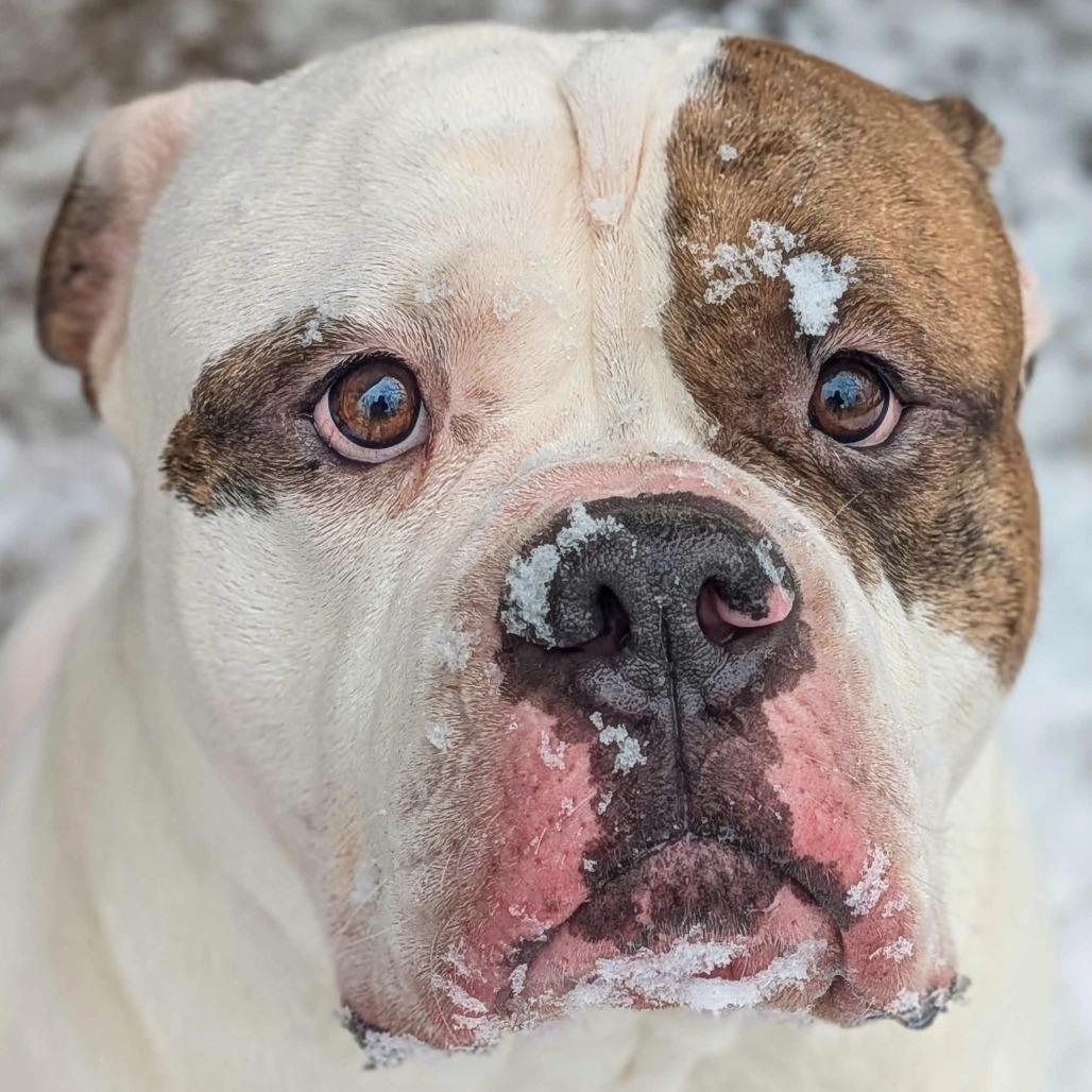 Broccoli, a Adoptable American Bulldog in Kennebunk, ME image 4/6