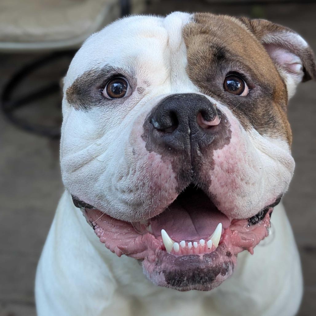 Broccoli, a Adoptable American Bulldog in Kennebunk, ME image 5/6