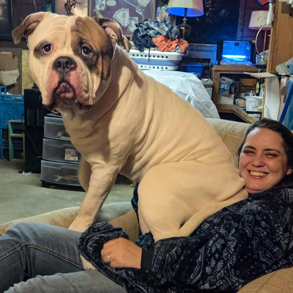 Broccoli, a Adoptable American Bulldog in Kennebunk, ME image 6/6