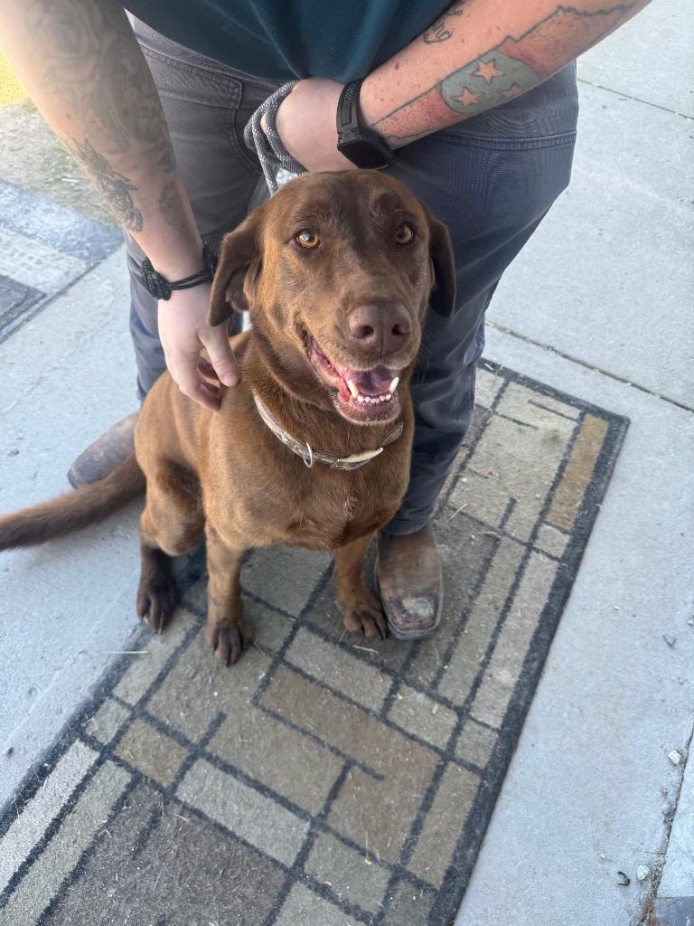 Enlarge Happy, a Adoptable Labrador Retriever in Camden, TN image 1/1