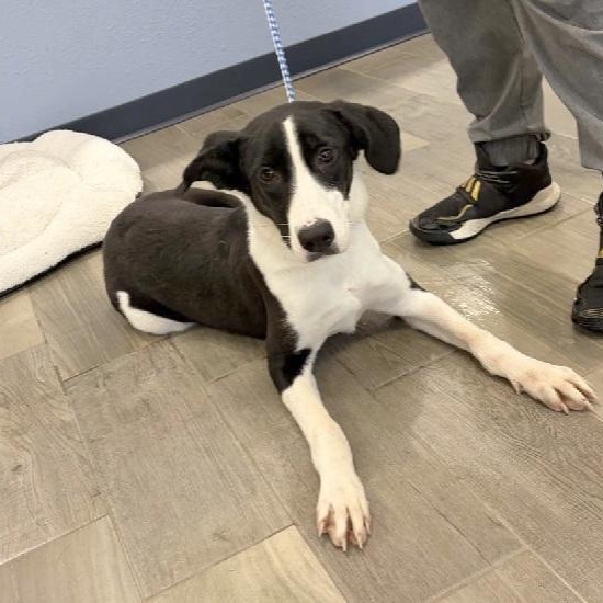 Enlarge Twist, a Adoptable mixed breed in Nevada, MO image 1/2