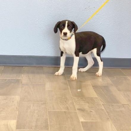 Enlarge Twist, a Adoptable mixed breed in Nevada, MO image 2/2