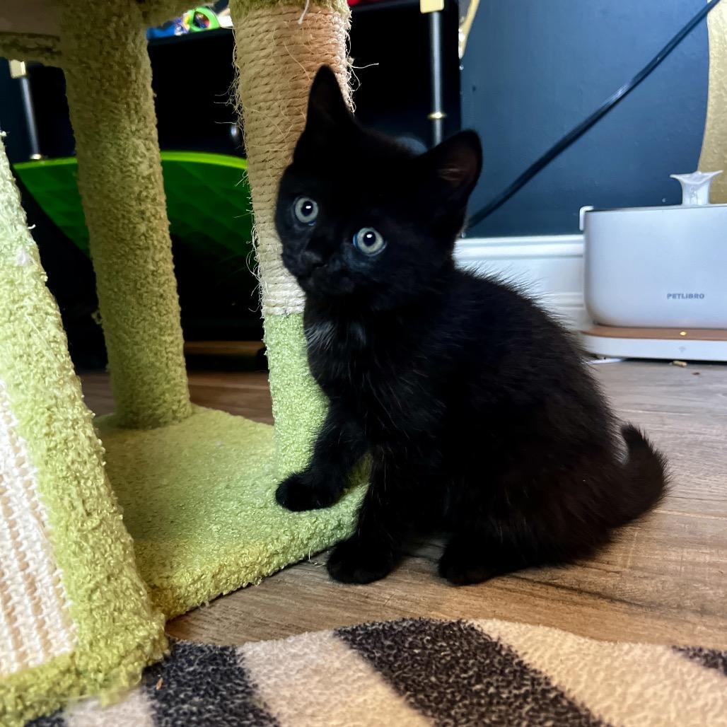 Fantasia, Adoptable, Kitten Female Domestic Short Hair.