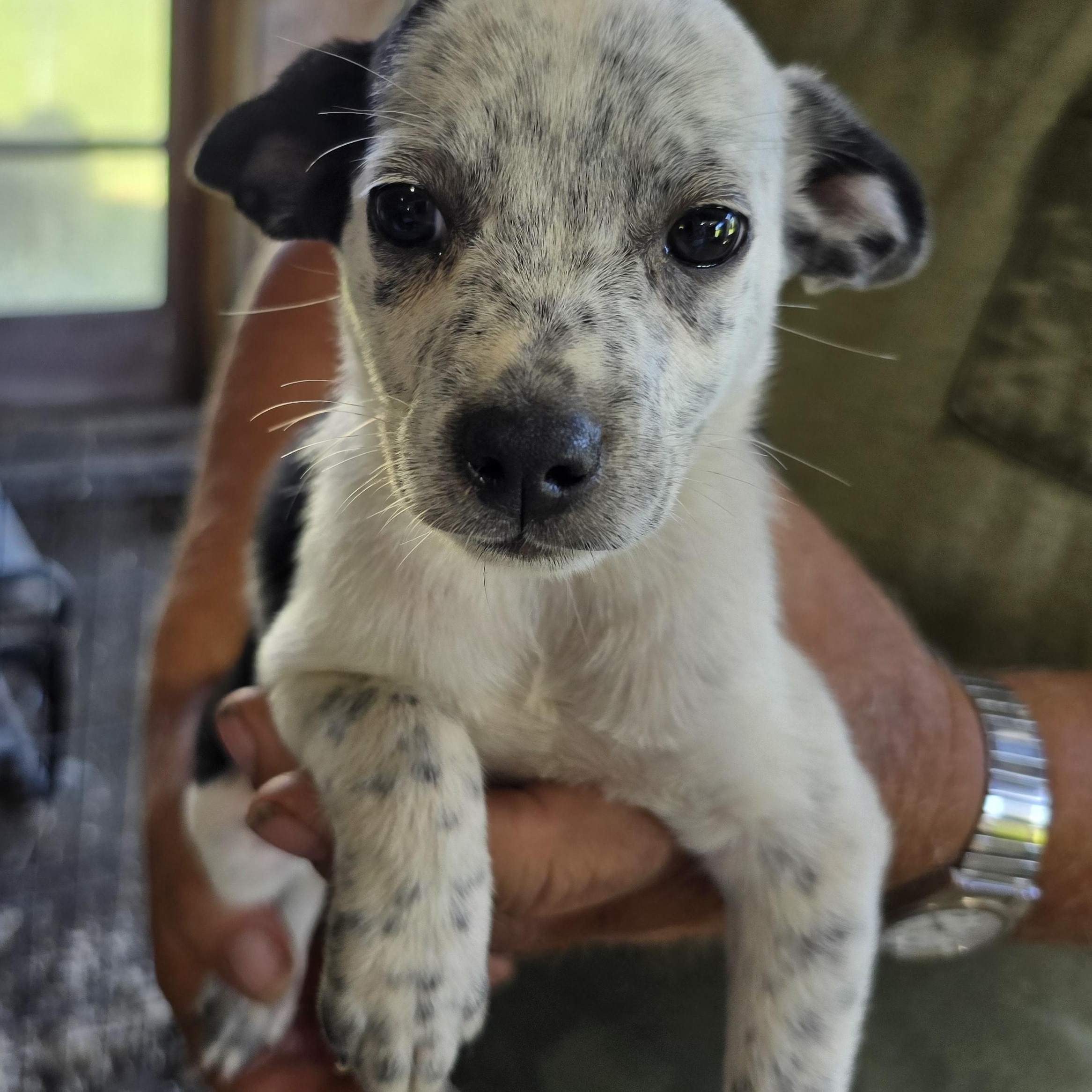 Sadie, Adoptable, Puppy Female Pug & Australian Cattle Dog / Blue Heeler.