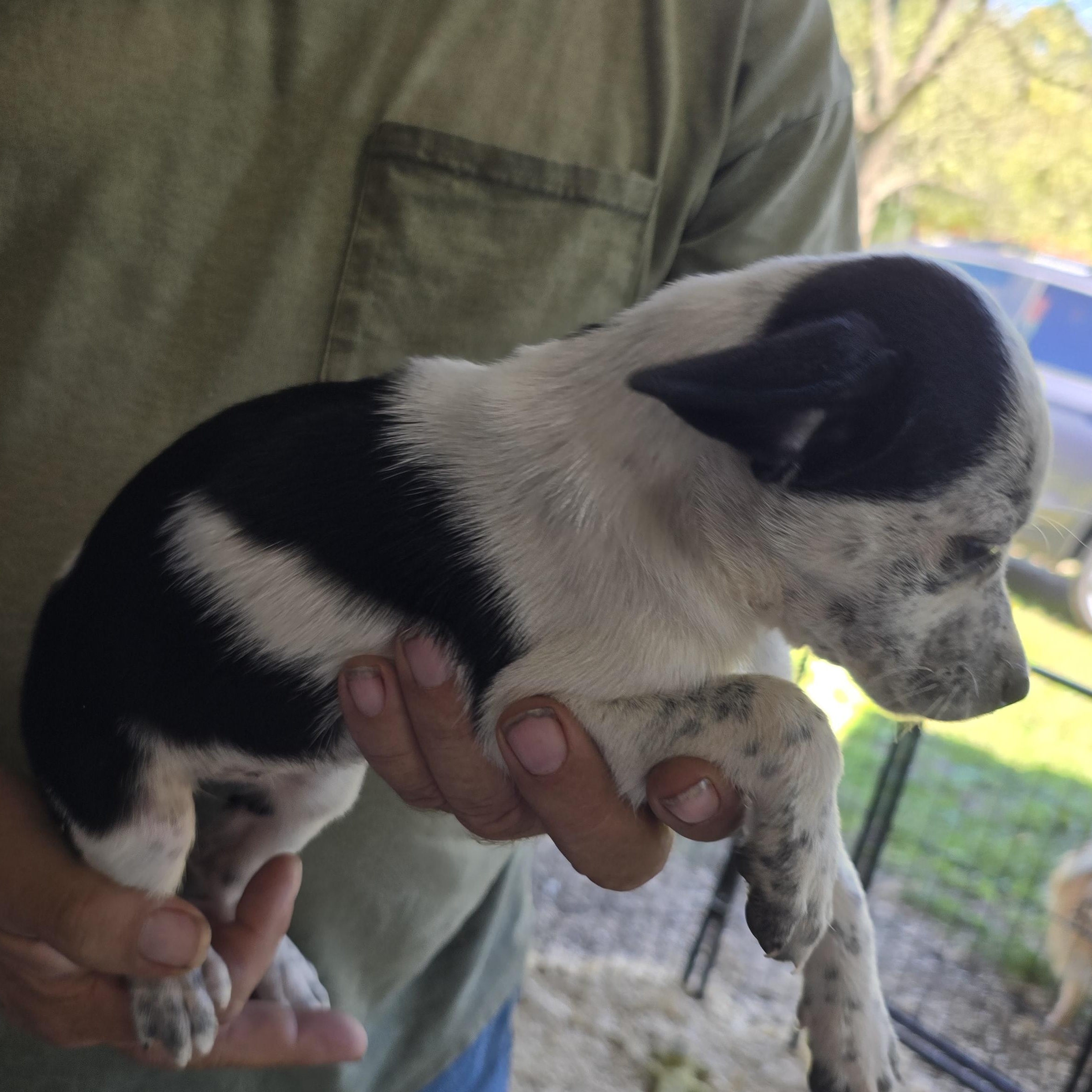 Enlarge Sadie, a Adoptable mixed breed in Zaleski, OH image 2/2