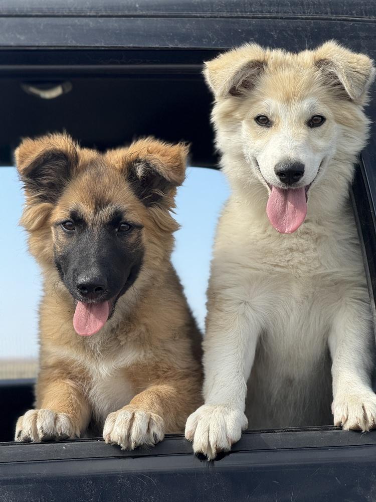 Hutton, a Adoptable mixed breed in Dodson, MT image 1/2