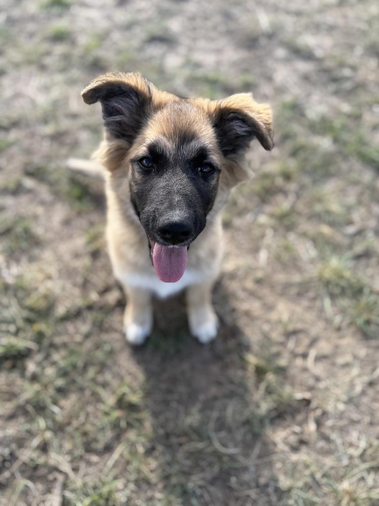 Hutton, a Adoptable mixed breed in Dodson, MT image 2/2
