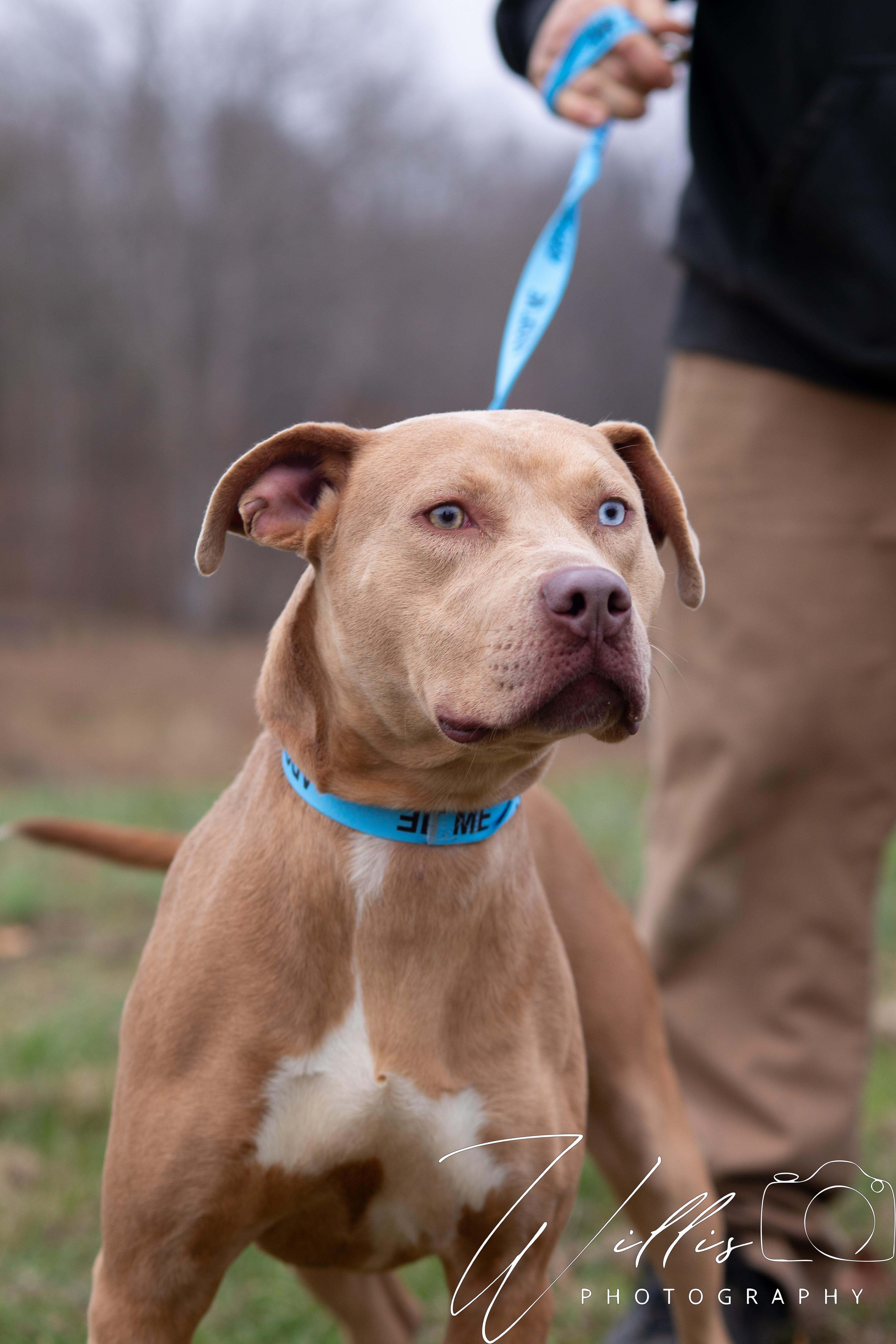 Enlarge Aurora, a ADOPTABLE mixed breed in Dixon, KY image 1/3