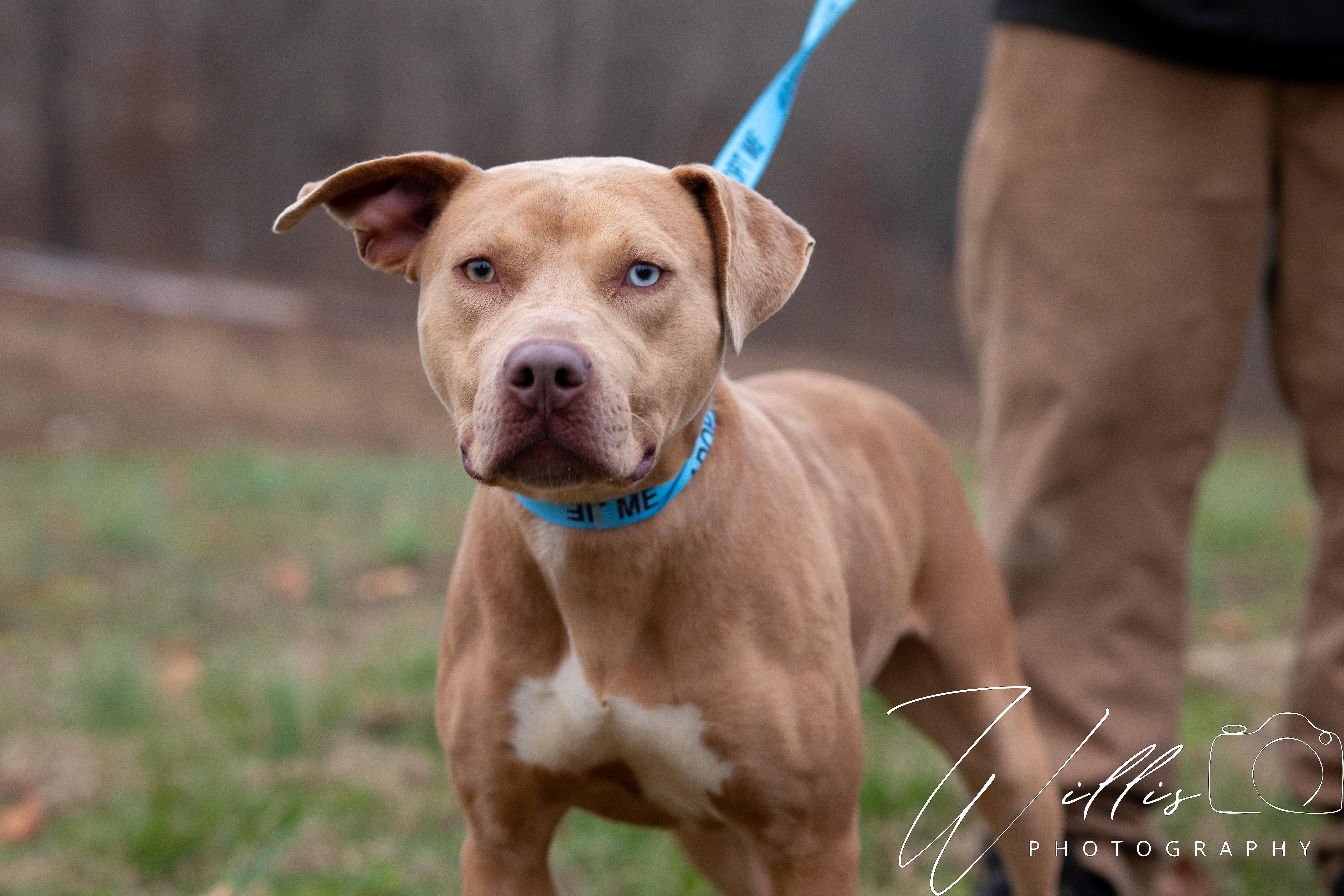 Enlarge Aurora, a ADOPTABLE mixed breed in Dixon, KY image 2/3