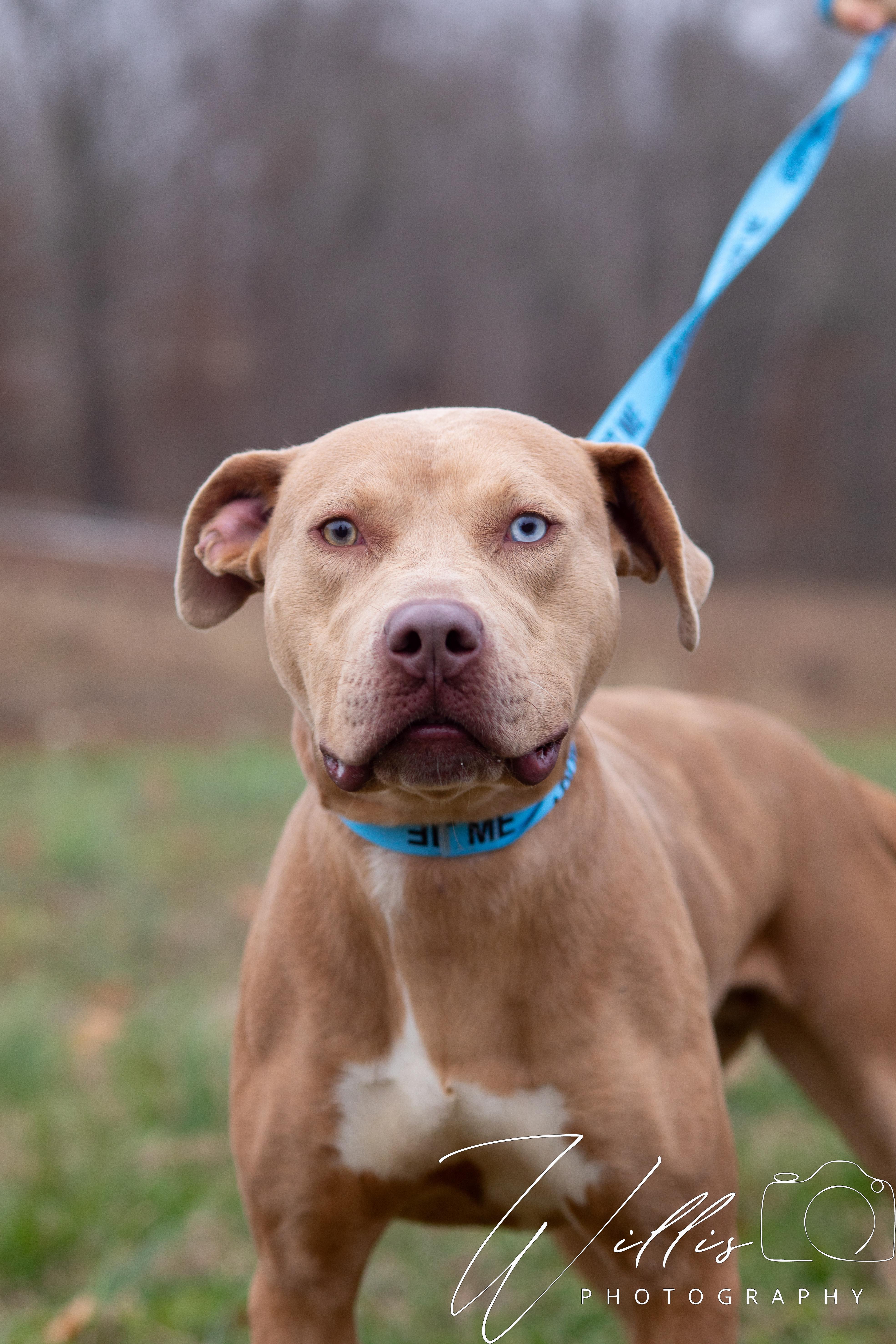 Enlarge Aurora, a ADOPTABLE mixed breed in Dixon, KY image 3/3