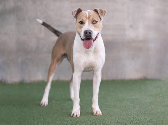 ZEUS, Adoptable, Young Male Staffordshire Bull Terrier.