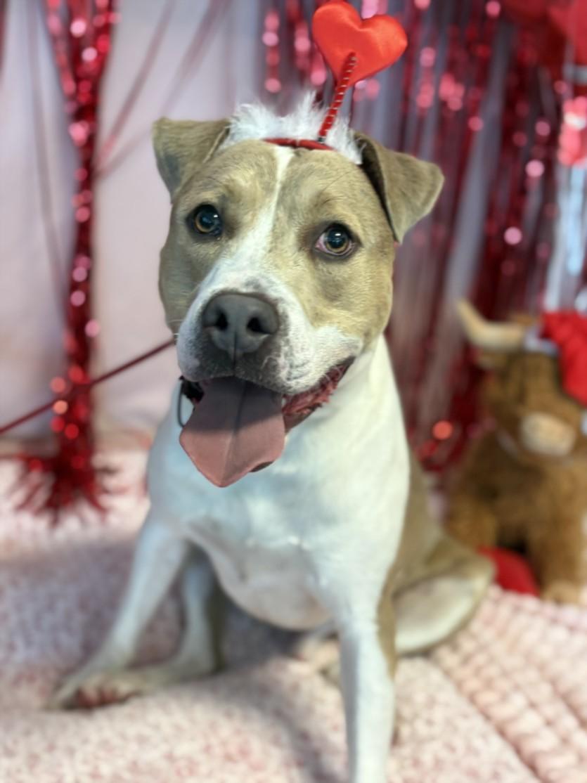 ZEUS, Adoptable, Young Male Staffordshire Bull Terrier.